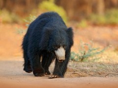 Sloth bear in Sri Lanka