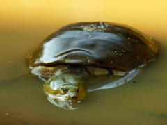 Soft shell turtle in Sri Lanka.