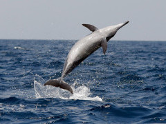 Spinner dolphin in Sri Lanka.