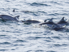 Spinner dolphin pod in Sri Lanka