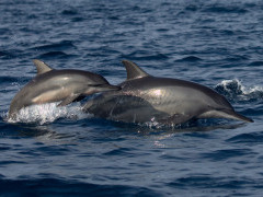 Spinner dolphin in Sri Lanka.