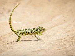 Sri Lankan chameleon in Sri Lanka.