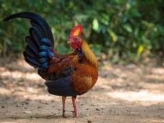 Sri Lankan junglefowl