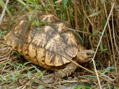 Star tortoise in Sri Lanka.