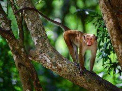 Toque macaque in Wilpattu National Park, Sri Lanka