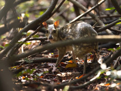 White-spotted chevrotain in Sri Lanka