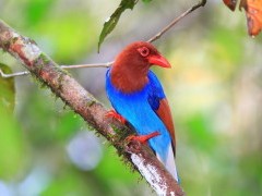 Blue magpie in Sri Lanka