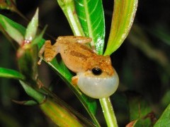 Male common shrub frog in Sinharaja, Sri Lanka