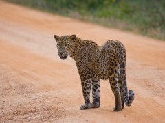 Leopard in Sri Lanka