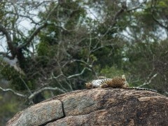 Leopard in Wilpattu National Park, Sri Lanka