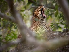 Leopard in Wilpattu National Park, Sri Lanka