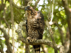 Changeable hawk eagle in Sri Lanka.