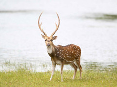 Chital in Sri Lanka.