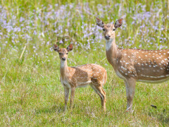 Chital in Sri Lanka.
