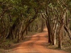 Wilpattu National Park, Sri Lanka