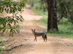 Golden jackal in Sri Lanka.