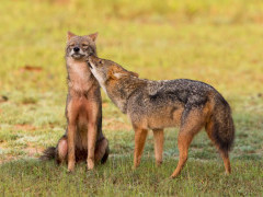 Golden jackal in Sri Lanka.