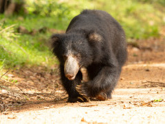 Sloth bear in Sri Lanka.