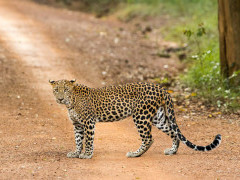 Leopard in Sri Lanka.