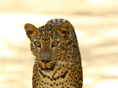 Leopard in Sri Lanka.