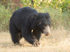 Sloth bear in Sri Lanka.