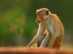 Toque macaque in Sri Lanka.