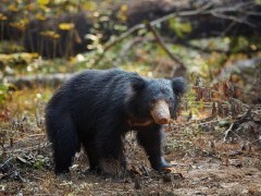 Sloth bear in Wilpattu National Park, Sri Lanka