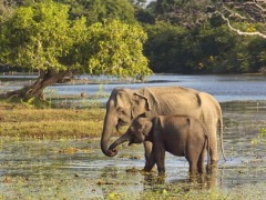 Asian elephant in Yala National Park, Sri Lanka