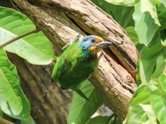 Barbet in Taiwan.