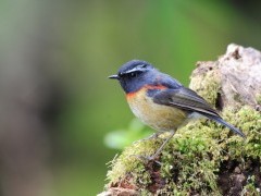 Collared bush robin in Taiwan