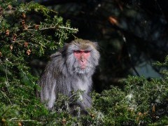 Formosan rock macaque in Dasyueshan Forest Recreation Area, Taiwan