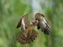 Honey buzzard in Taiwan