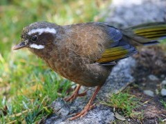 Laughing thrush in Taiwan.