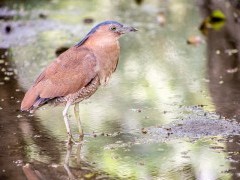 Malayan night heron in Taiwan