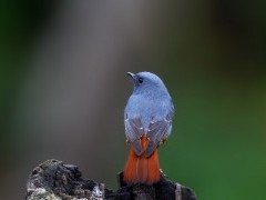 Plumbeous water redstart in Taiwan