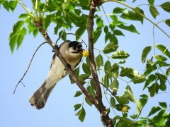 Styan's bulbul in Taiwan