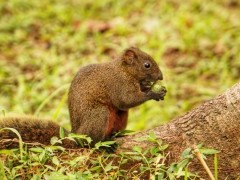 Pallas's squirrel in Taipei, Taiwan
