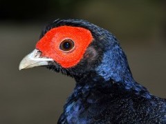 Taiwan blue pheasant