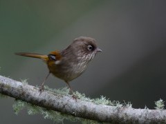 Taiwan fulvetta