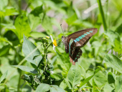 Common bluebottle butterfly in Taroko National Park, Taiwan