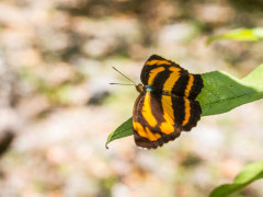 Common lascar butterfly in Taroko National Park, Taiwan