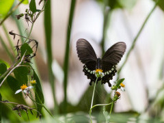 Common mormon butterfly in Taroko National Park, Taiwan