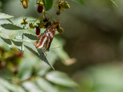 Himalayan sergeant butterfly in Taroko National Park, Taiwan