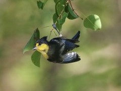 Yellow tit in Taiwan.
