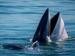 Eden's whale in the Gulf of Thailand.