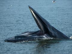Eden's whale in the Gulf of Thailand.