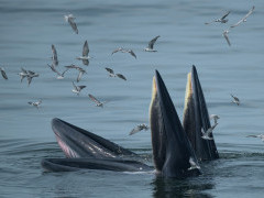 Eden's whale in the Gulf of Thailand.