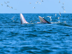 Eden's whale in the Gulf of Thailand