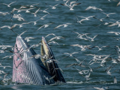Eden's whale in the Gulf of Thailand