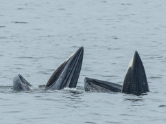 Eden's whale in the Gulf of Thailand